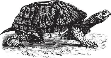 scatola tartaruga, Vintage ▾ illustrazione. vettore