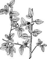 trifasia, trifolia, arbusto, crescere, eccesso, sei, piedi, caratterizzato, lucido, scuro, le foglie Vintage ▾ illustrazione. vettore