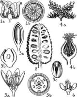 annonacee, miristicacee, monimiacee, e lauraceae ordini Vintage ▾ illustrazione. vettore