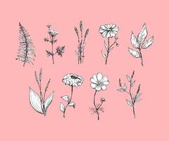 botanica. set. fiori d'epoca. illustrazione in bianco e nero nello stile delle incisioni. vettore