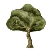 verde oliva albero acquerello vettore illustrazione per mediterraneo disegni, acero, quercia o sempreverde pianta nel semplice stile