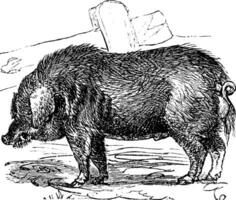 capelli ricci maiale o mangalitsa o mangalitza o Mangalica o sus bucculentus Vintage ▾ incisione vettore