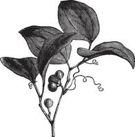 Comune greenbriar o smilax rotundifolia Vintage ▾ incisione vettore
