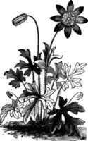 anemone ortensia o fiore di Stella fiore Vintage ▾ incisione. vettore