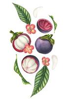 mangostano acquerello illustrazione. mano disegnato dinamico composizione con esotico asiatico frutta con palma foglie, fiori e fette di cibo su isolato sfondo. disegno per Prodotto etichetta o confezione vettore