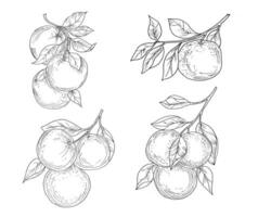 illustrazione di frutta arancione disegnata a mano vettore