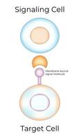 segnalazione cellula e bersaglio cellula scienza design vettore illustrazione