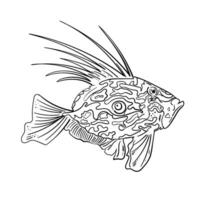 John di Dory pesce schizzo. marino pesce con un' lato Visualizza di un isolato nero contorno con raddrizzato pinne e coda. un' disegnato a mano schizzo nel il stile di st di Pietro mare pesce per un' design modello. vettore