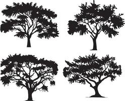 babul acacia albero vettore silhouette illustrazione