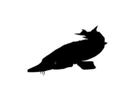 beluga storione o huso pesce silhouette, pesce quale produrre premio e costoso caviale, per logo genere, arte illustrazione, pittogramma, app, sito web o grafico design elemento. vettore illustrazione