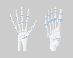 osso di il mano e piede anatomia, interno organi corpo parte ortopedico Salute cura, vettore illustrazione cartone animato piatto personaggio design clip arte