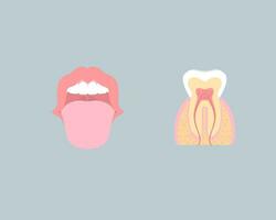dentale denti cura, interno organi, dente anatomia, nervoso sistema, parodontale, vettore illustrazione cartone animato piatto design clip arte