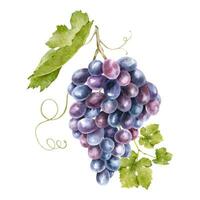 un' mazzo di uva con le foglie. uva vite. acquerello illustrazioni. isolato. per il design di etichette di vino, uva succo e cosmetici, nozze carte, Stazionario, saluti, sfondo, inviti vettore