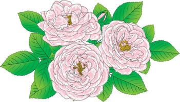 astratto di rosa rosa fiore con le foglie su bianca sfondo. vettore