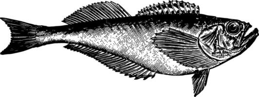 pesce della sabbia Vintage ▾ illustrazione. vettore