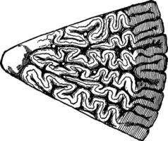 sezione di dente di tipico labirintodonte, Vintage ▾ illustrazione. vettore