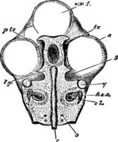 cranio di un' pulcino Vintage ▾ illustrazione. vettore