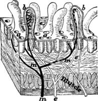 villi di il intestino, Vintage ▾ illustrazione. vettore