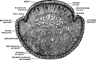 trasversale sezione attraverso unghia e dito, Vintage ▾ illustrazione. vettore