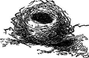 uccello nido, Vintage ▾ illustrazione. vettore