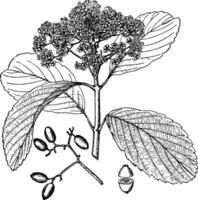 Viburnum sieboldii Vintage ▾ illustrazione. vettore