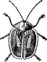 cornuto lungo tartaruga scarafaggio, Vintage ▾ illustrazione. vettore