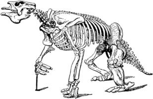 pieno megaterio fossile scheletro, Vintage ▾ illustrazione. vettore