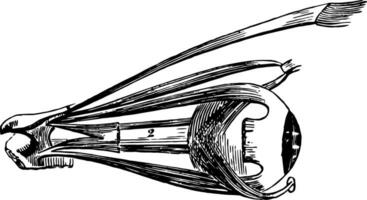 il bulbo oculare con suo muscolo, Vintage ▾ illustrazione. vettore
