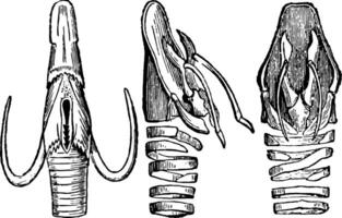 vocale apparato contratto e disteso, Vintage ▾ illustrazione. vettore