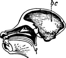 babbuino cranio, Vintage ▾ illustrazione. vettore