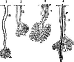 olio ghiandole e condotti, Vintage ▾ illustrazione. vettore