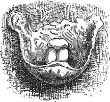 nido di il scogliera ingoiare o petrochelidon sp., Vintage ▾ incisione vettore