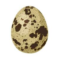 vettore illustrazione, Quaglia uova, isolato su bianca sfondo.