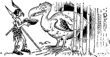 animale alfabeto d, dodo, Vintage ▾ illustrazione vettore