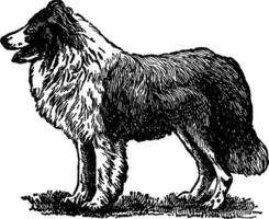 collie, Vintage ▾ illustrazione. vettore