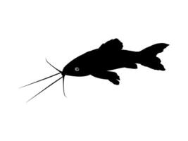 silhouette di il il kwi kwi o oplosterno litorale è un' specie di blindato pesce gatto a partire dal il callichthyidae famiglia. vettore illustrazione