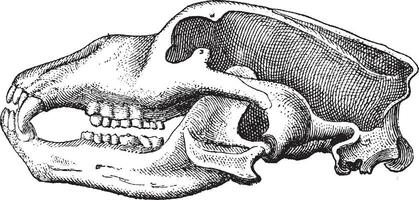 grotta orso o ursus spelaeus, Vintage ▾ incisione vettore