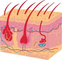 pelle umano organo composizione anatomia di umano pelle vettore