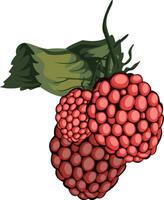 vettore illustrazione di rosso lampone frutta con verde foglia bianca sfondo.