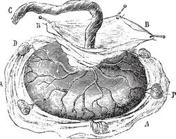 placenta con cinque cotiledoni isolato, Vintage ▾ incisione. vettore
