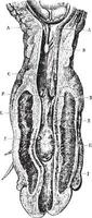 canale strozzatura di il uretra raggiunge di tasche e uretrale vettore