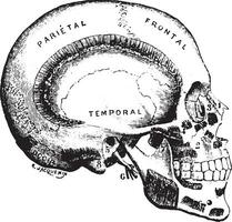 laterale testa regione, Vintage ▾ incisione. vettore