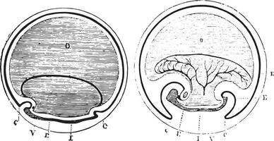 Figura. 955. curvatura di il finisce di il embrionale corpo, Figura. 956. amniotico caps Di Più sviluppato, Vintage ▾ incisione. vettore
