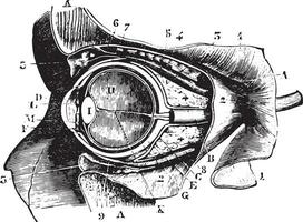 sezione perpendicolare per il orbita e bulbo oculare, Vintage ▾ incisione. vettore