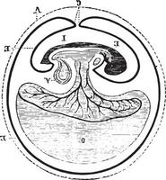 origine di allantoico, Vintage ▾ incisione. vettore