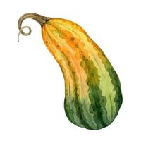 acquerello giallo verde zucche, azienda agricola pianta, raccogliere verdura mano disegnato illustrazione per carta, invito, menù vettore