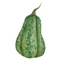 acquerello verde zucche, azienda agricola pianta, raccogliere verdura mano disegnato illustrazione per carta, invito, menù vettore