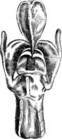 posteriore Visualizza di il laringe, Vintage ▾ incisione vettore