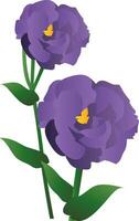 vettore illustrazione di viola lisianthus fiori con verde foglie su bianca sfondo.