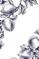 limoni succoso, maturo con foglie, fiore mini cuffie su il rami, totale e fette. grafico botanico illustrazione mano disegnato nel blu inchiostro. telaio, modello eps vettore. vettore